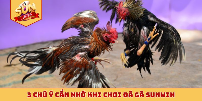 3 chú ý cần nhớ khi chơi đá gà Sunwin