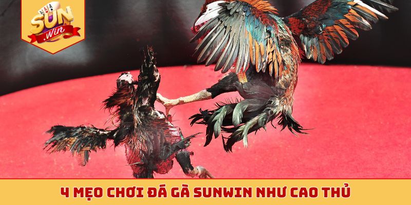 4 mẹo chơi đá gà Sunwin như cao thủ