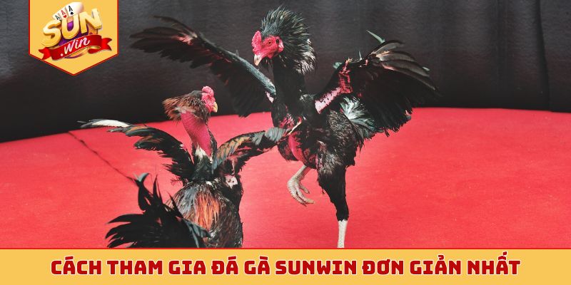 Cách tham gia đá gà Sunwin đơn giản nhất