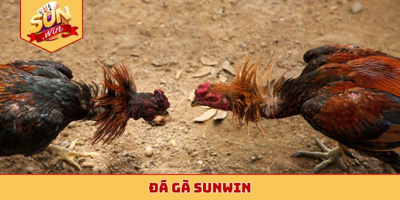 đá gà Sunwin